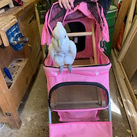 A white parrot in a pink pram